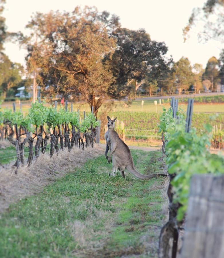 Blueberry Hill Vineyard Stay Rothbury Extérieur photo